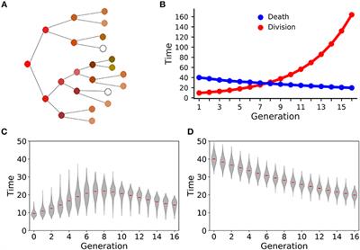 Stochastic Inheritance of Division and Death Times Determines the Size and Phenotype of CD8+ T Cell Families